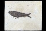 Fossil Fish (Knightia) - Green River Formation #179304-1